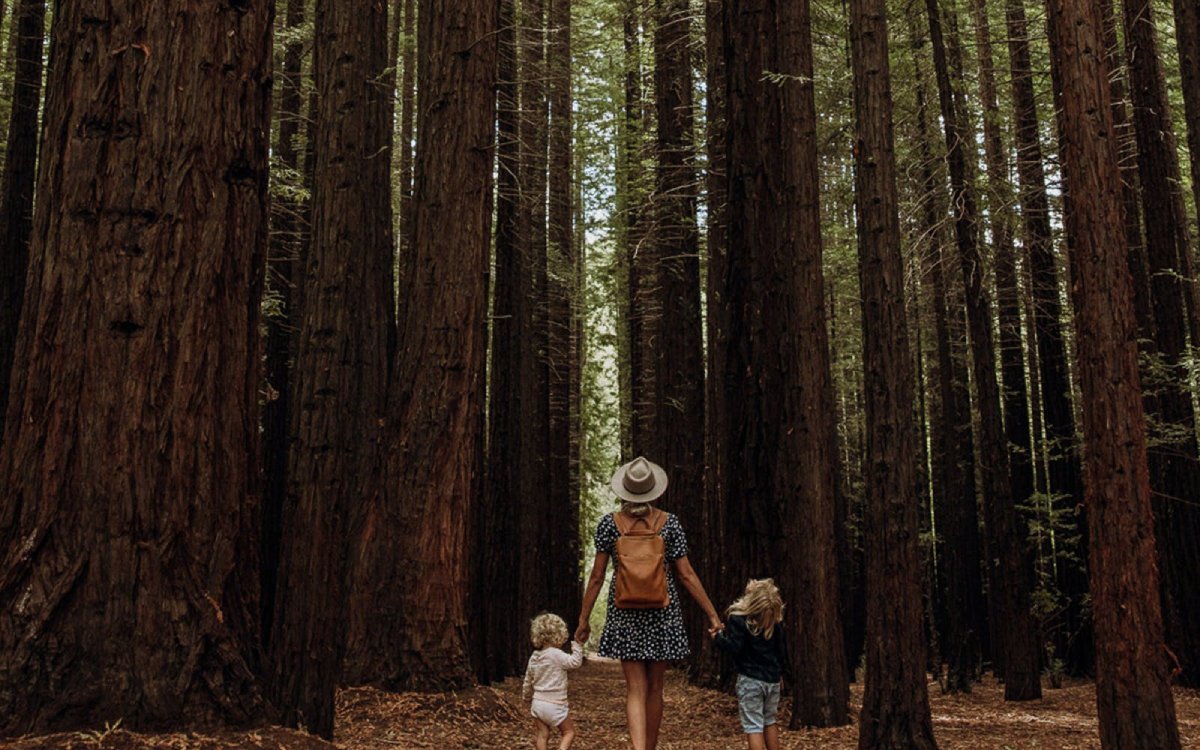 Californian Redwood Forest